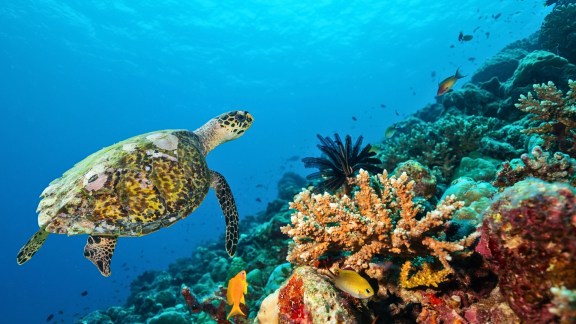 Tintamarre Coral Reef and Turtle