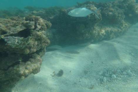 Review img # 28 of the yacht DEVINE SAILING