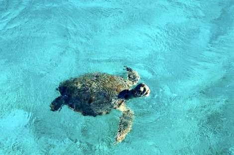 Review img # 78 of the yacht ISOLABLUE