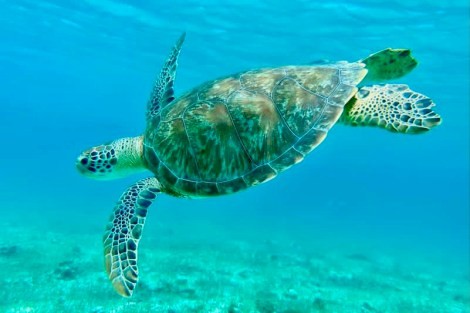 Review img # 92 of the yacht ISOLABLUE