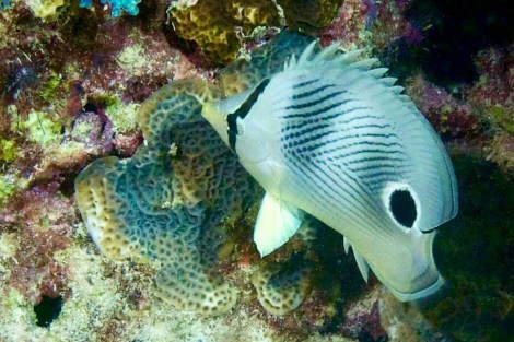 Review img # 106 of the yacht ISOLABLUE