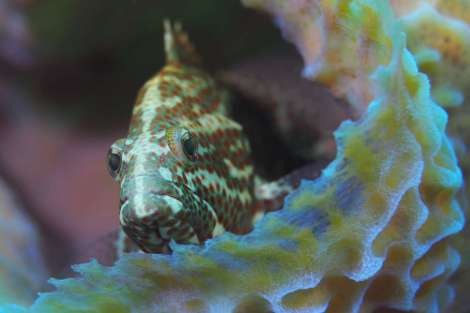 Review img # 29 of the yacht ISOLABLUE